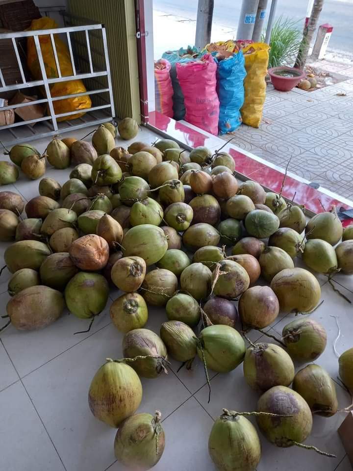 Dừa Sáp Loại 1 Đặc Ruột