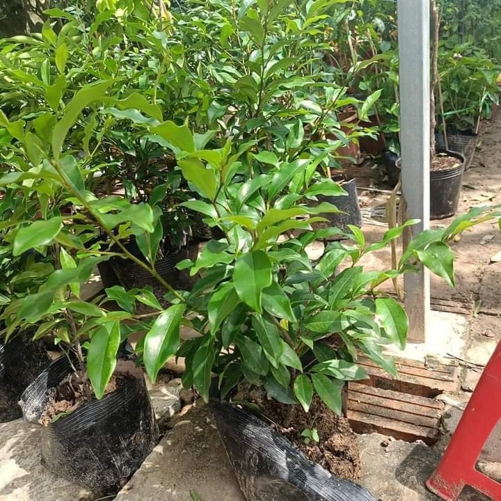 CÂY GIỐNG HOA HÀM TIẾU