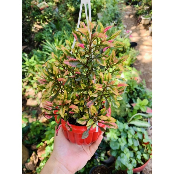 [FREESHIPMAX] Chậu cây kỉ đỏ- Shop đồng hồ và cây cảnh