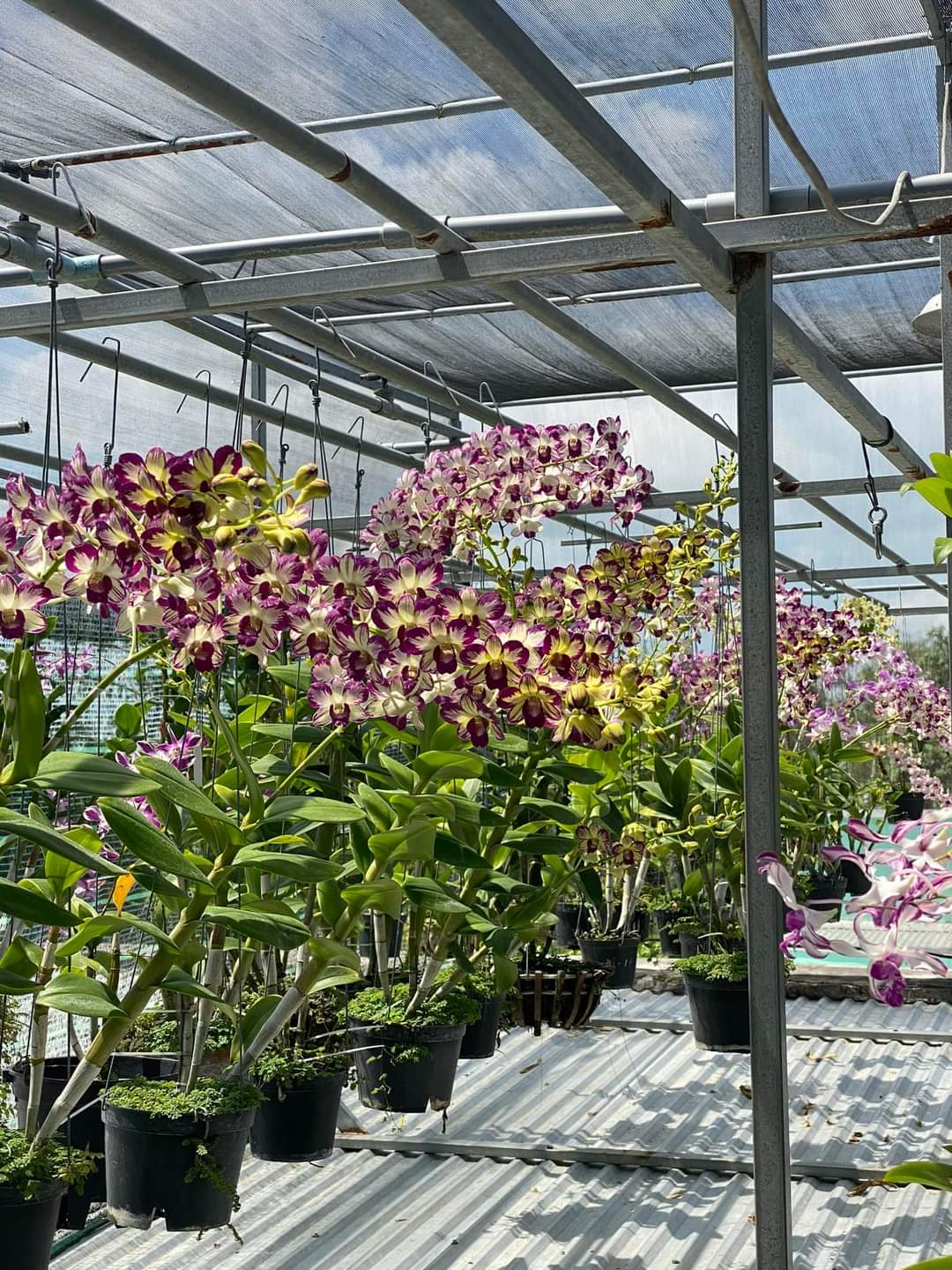 HOA LAN ĐỎ TÍM CHỚP XỔ 5%
