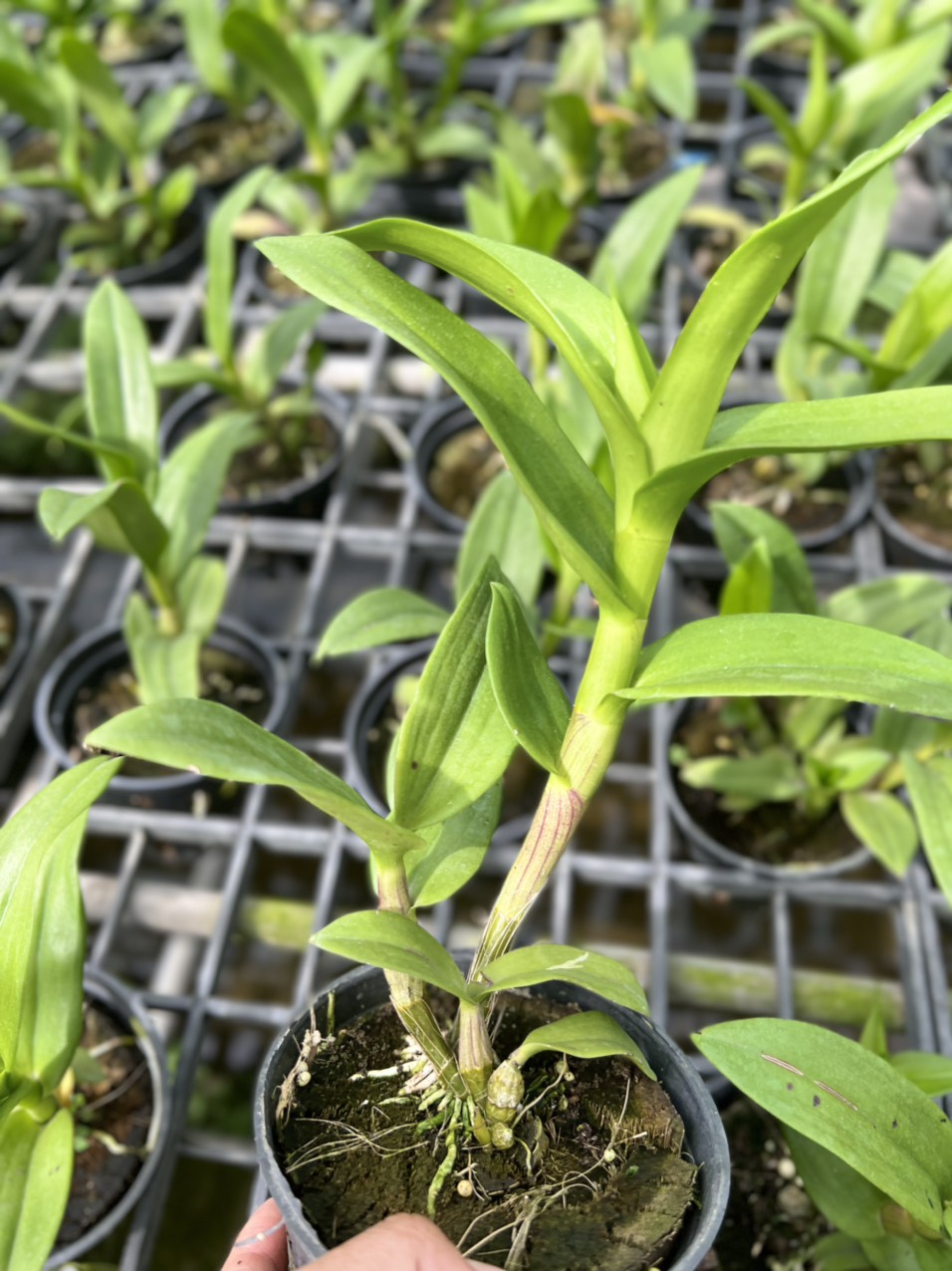 HOA LAN NGỌC TRAI ĐỎ