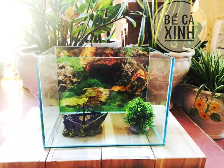 Bể cá 30*20*20 DRC - tặng kèm cây và thức ăn