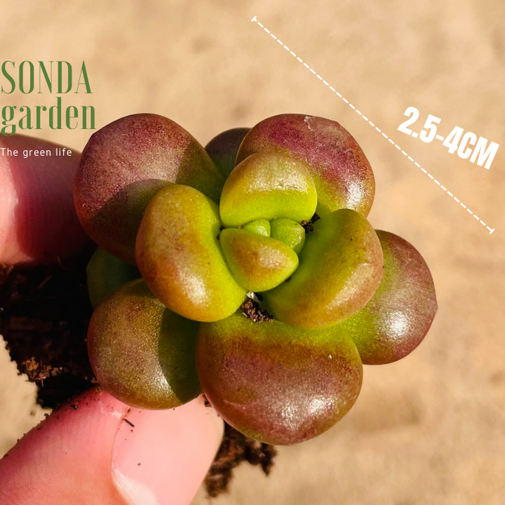 SEN ĐÁ CHILLI CHEESE SIZE MINI KHỎE ĐẸP LỖI 1 ĐỔI 1
