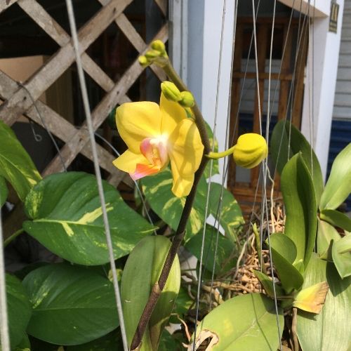 phân trùn quế dạng nén viên cho hoa lan tan siêu chậm vermis