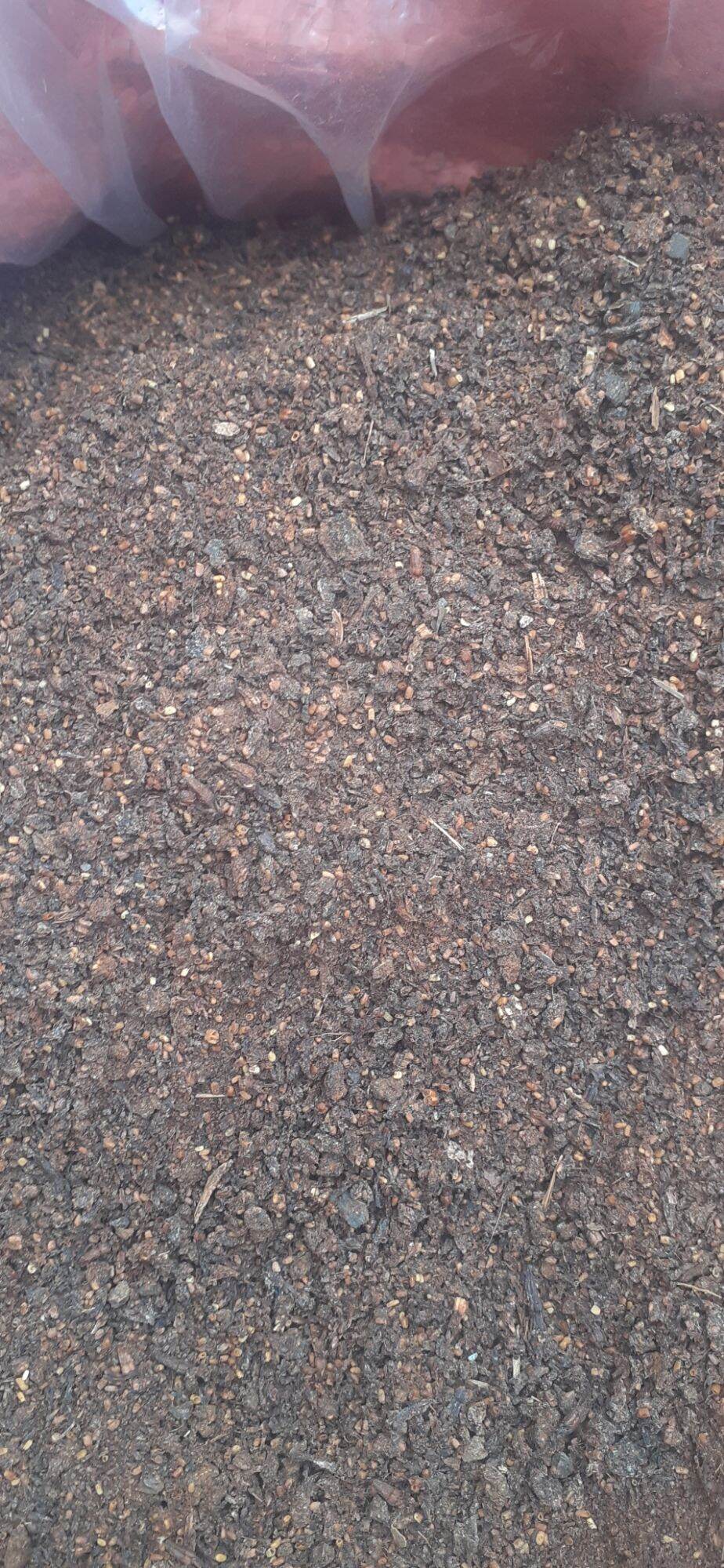 100 gram hạt gáo trắng giống