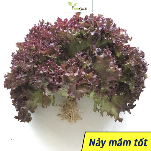 Hạt giống xà lách tím dễ trồng - hạt giống rau xà lách