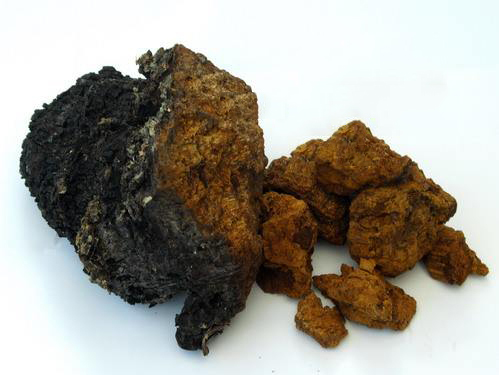 Nấm Chaga Nga Siberia 1kg