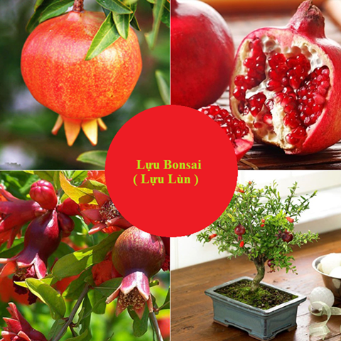 Hạt giống cây lựu lùn ( lựu bonsai )  "10 hạt.gói"