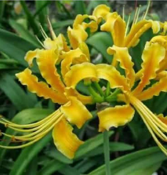 Củ giống hoa bỉ ngạn hoa màu vàng - ( 1 củ )[Seeds]