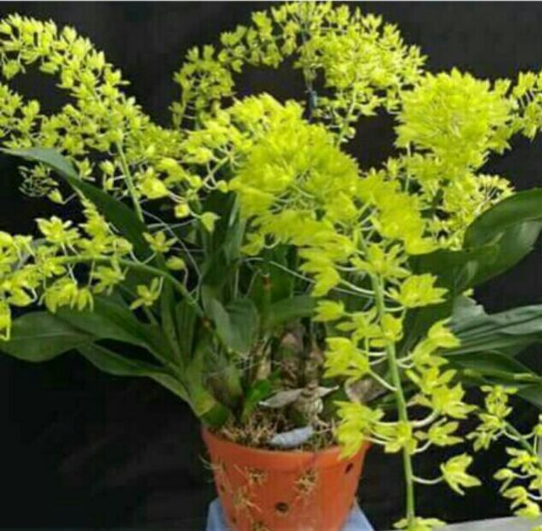 Phong lan Vũ nữ hoàng hậu xanh