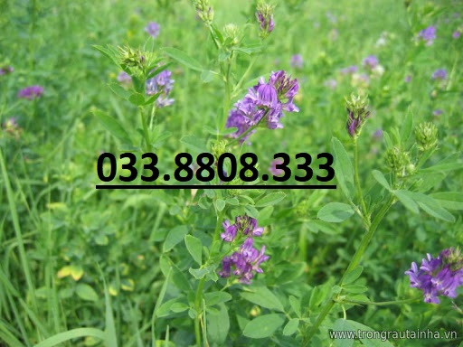 Hạt cỏ chăn nuôi ALFALFA Linh Lăng -500g - Hạt Giống Cỏ Chăn Nuôi Trâu,Bò,dê,cừu,cá... đem lại năng xuất cao trong ngành chăn nuôi