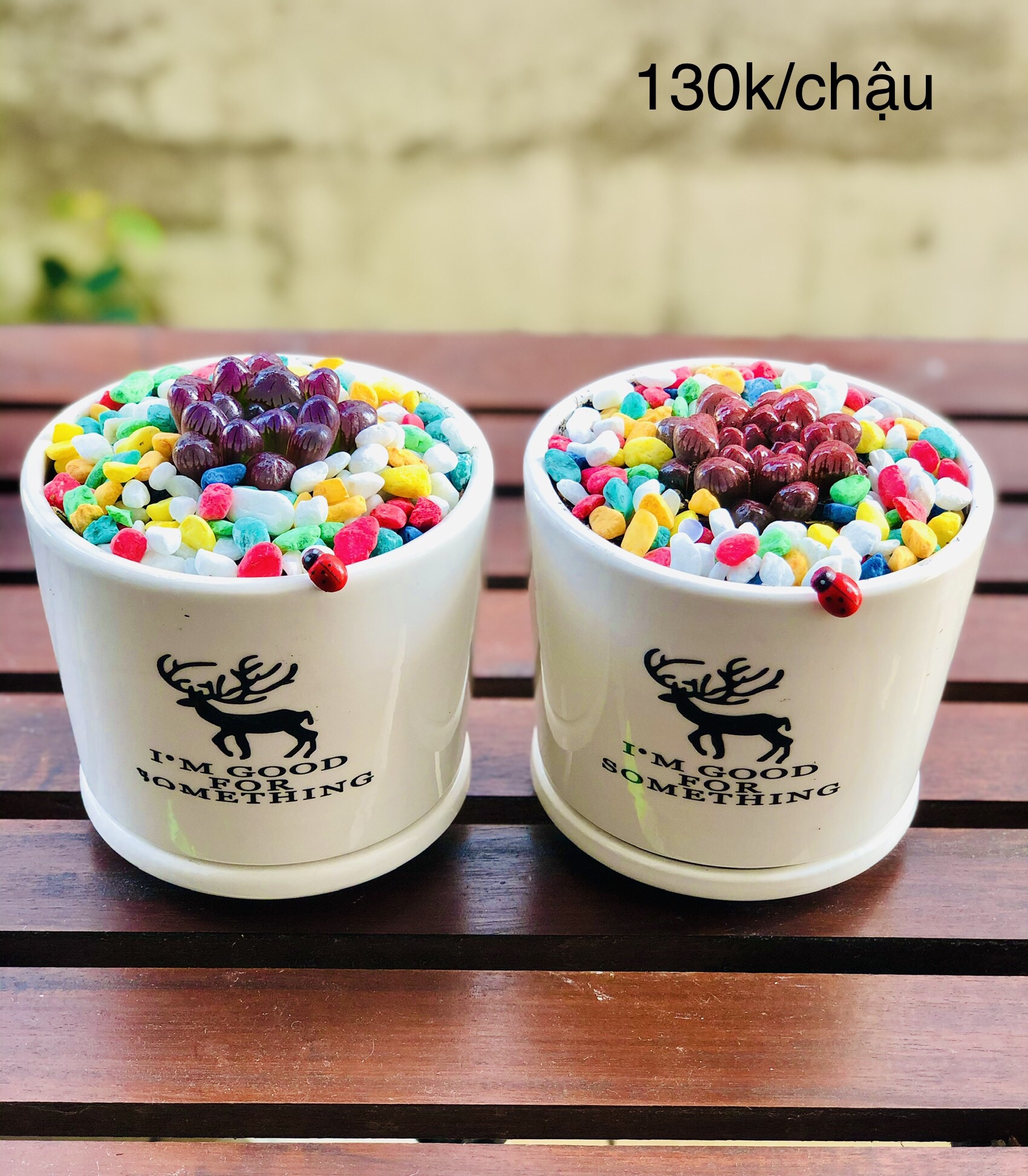 Chậu sen đá kim cường màu, bao gồm chậu