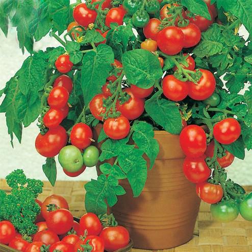 [HCM]Gói 1g cà chua bi đỏ lùn trồng chậu