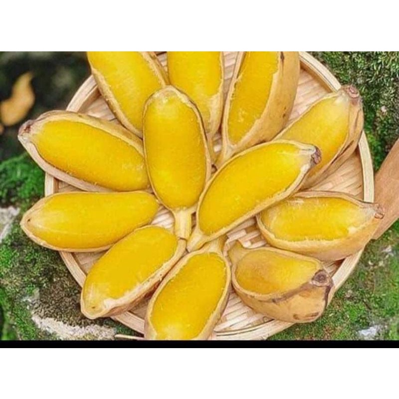 Cây giống chuối sáp nghệ siêu sớm (cây giống có bảo hành )