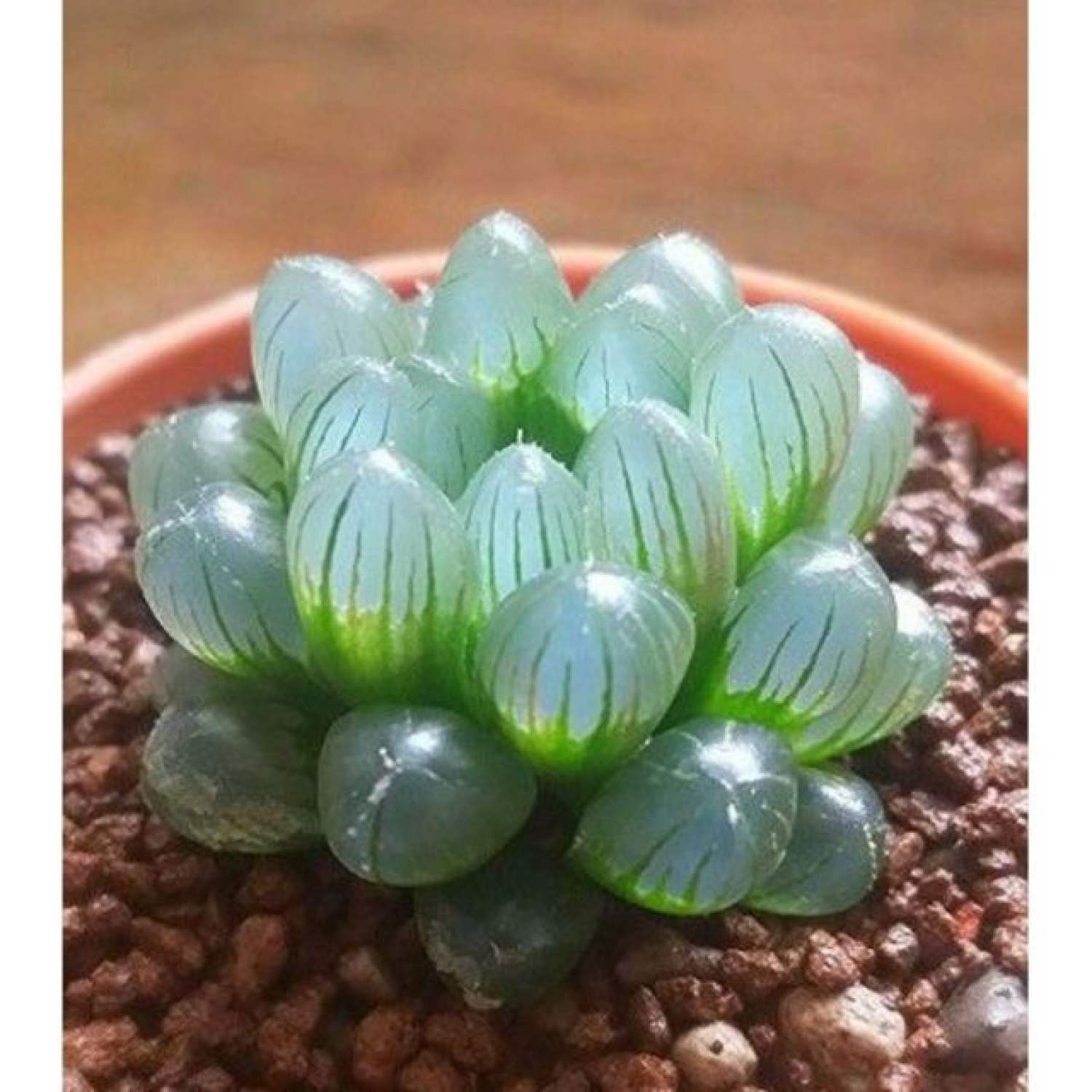 MA68 GÓI 20 hạt giống sen đá kim cương