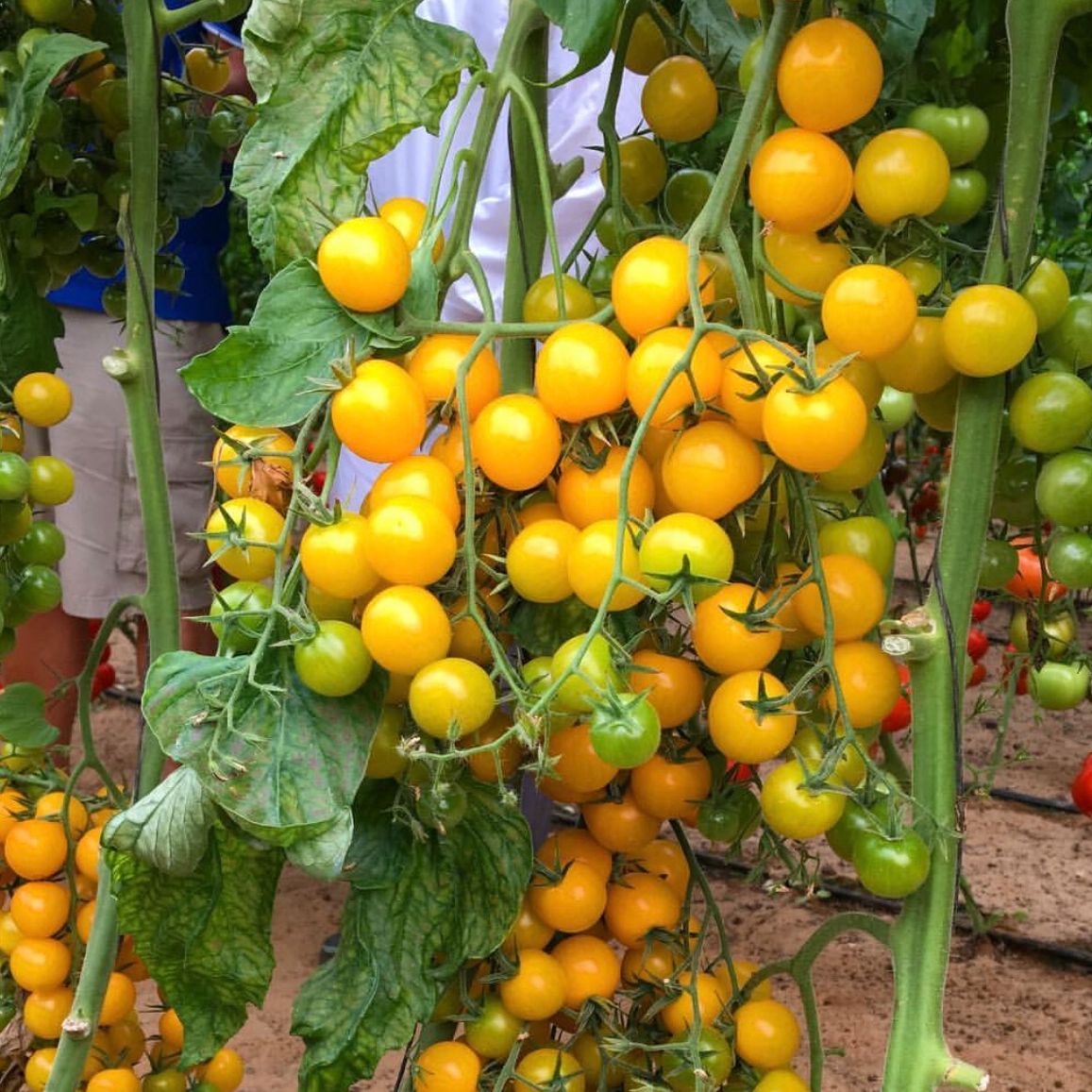 Hạt giống cà chua bi dây leo trái vàng(gói 20 hạt)