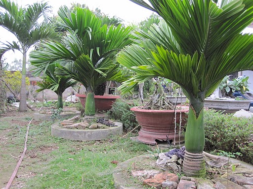 combo 5 cây cau lùn tứ quý
