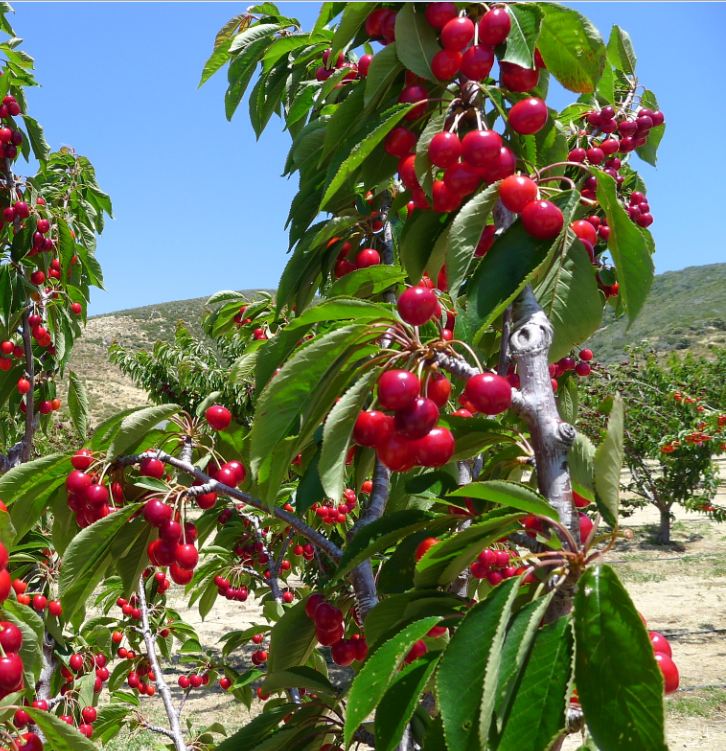 "Gói 10 "Hạt giống Cây Ăn Trái Cherry Đỏ [Seeds]