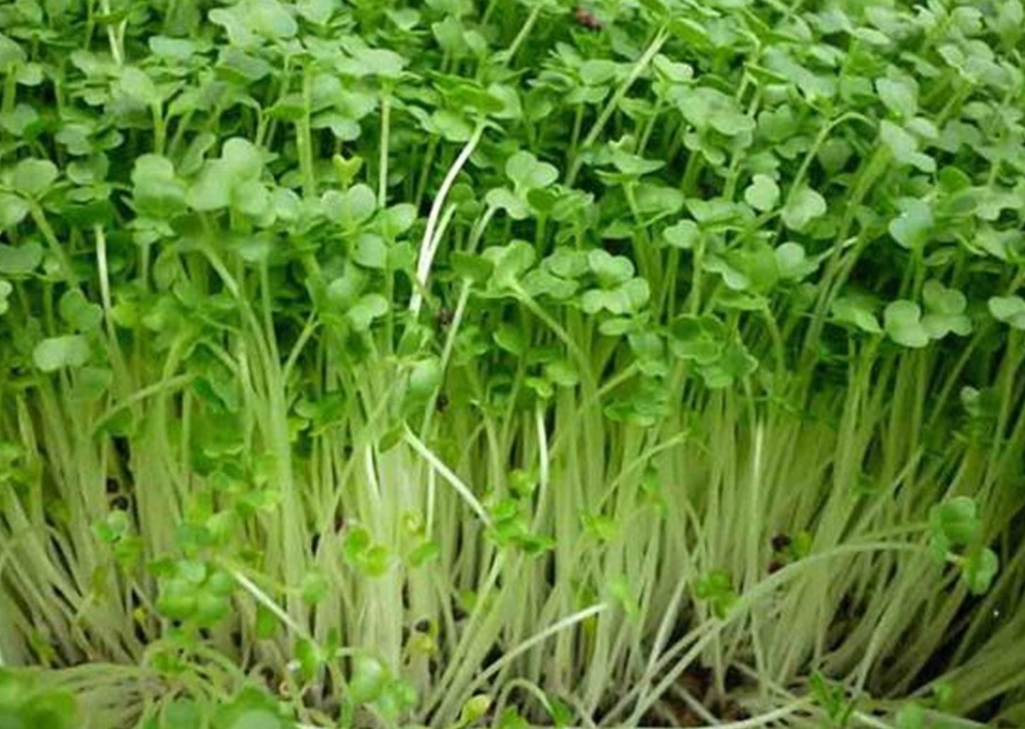 [HCM]Hạt giống cải mầm - Sprouting radish gói 30gr