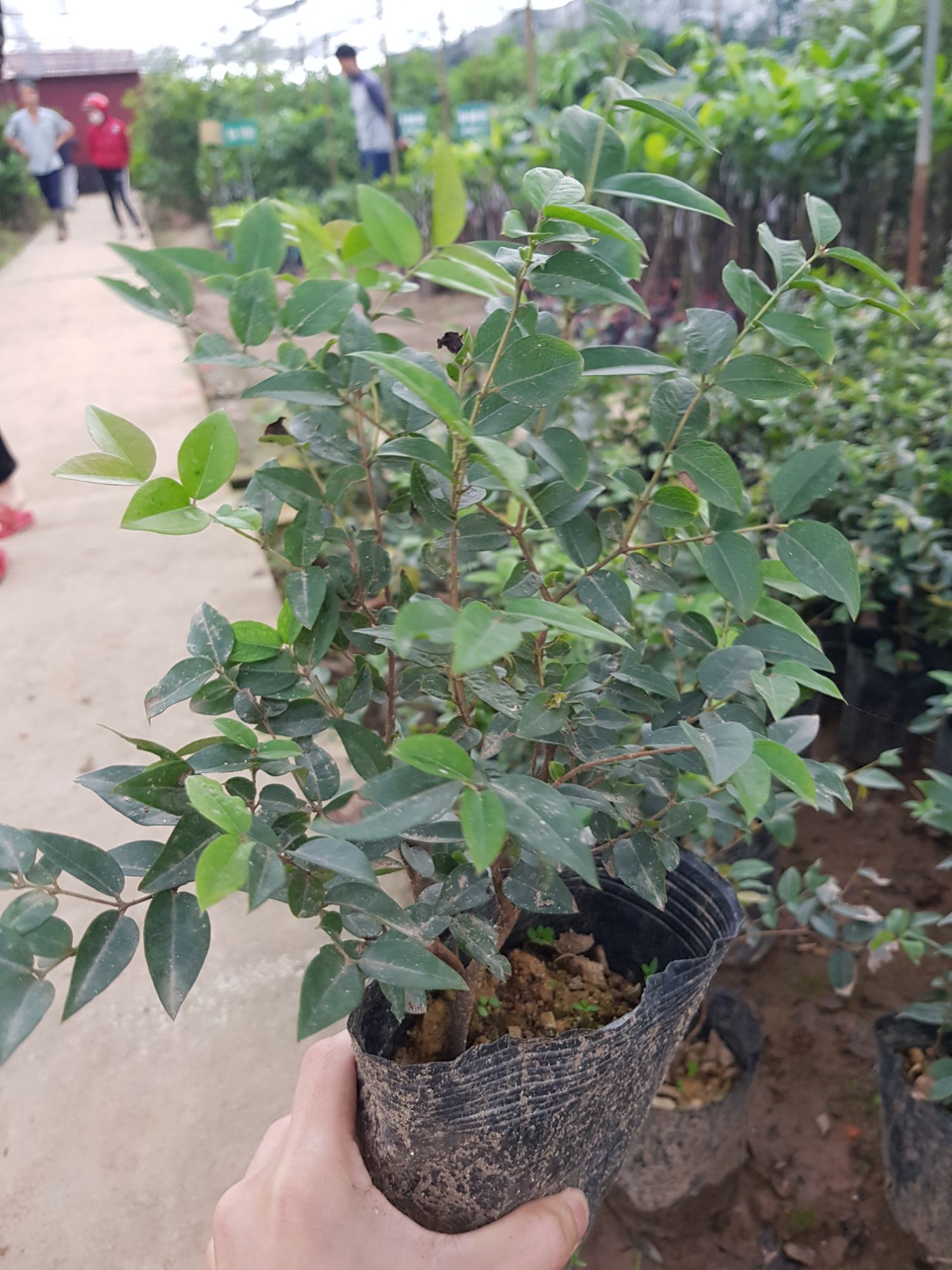 Cây nho thân gỗ tứ quý