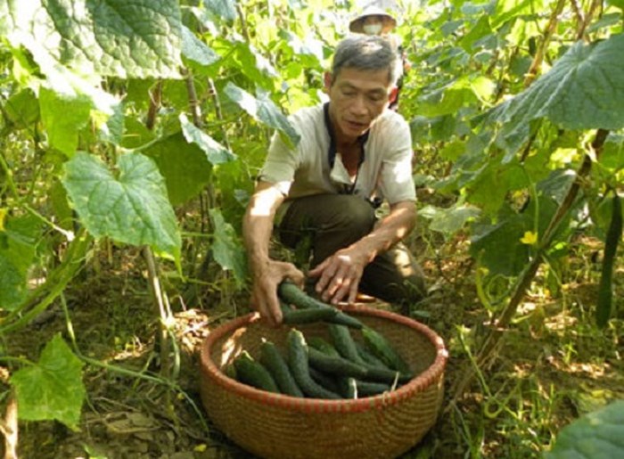 Gói Hạt Giống Dưa Chuột Nhật
