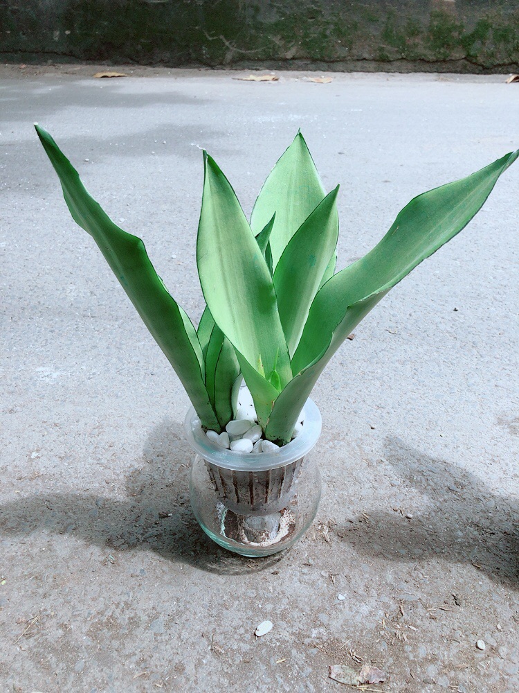 Chậu Lưỡi Hổ Bạc Trồng Thuỷ Canh