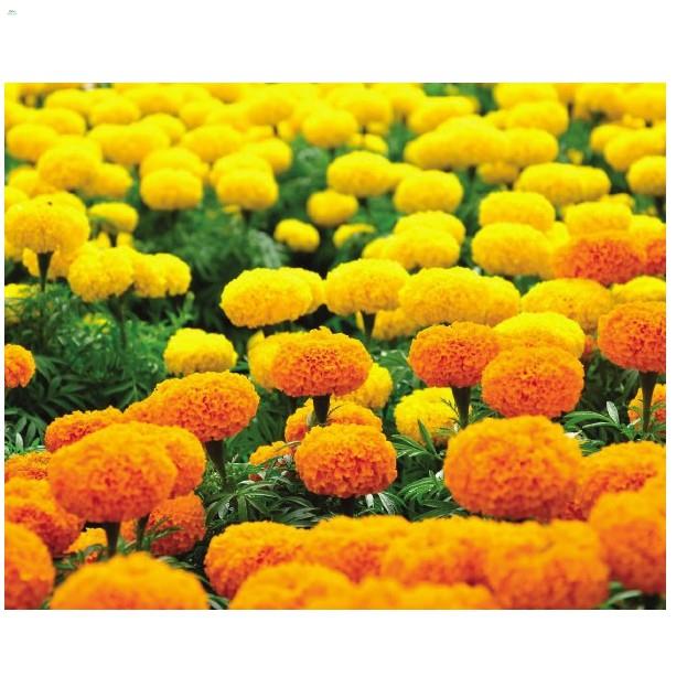 Hạt hoa vạn thọ 2 màu m-01 - gói 1 gram