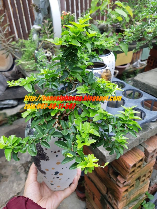 kim quýt thái bonsai mini