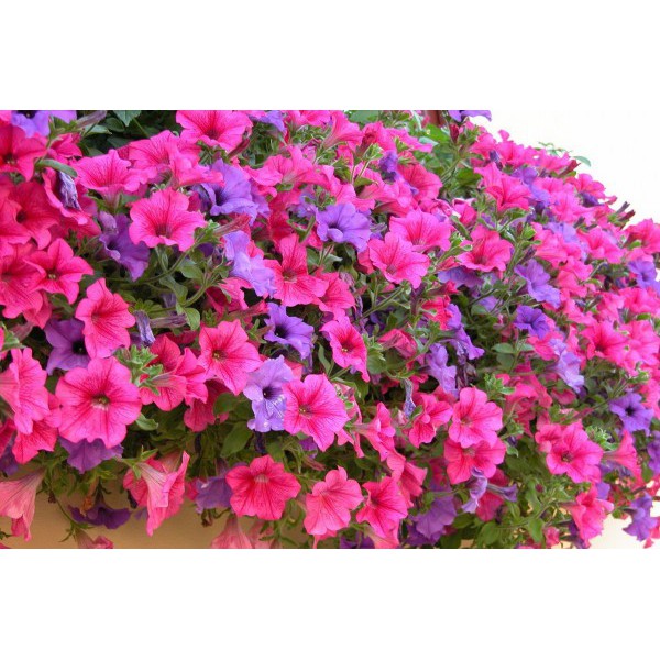 50 Hạt Giống Dạ Yến Thảo Mix Màu