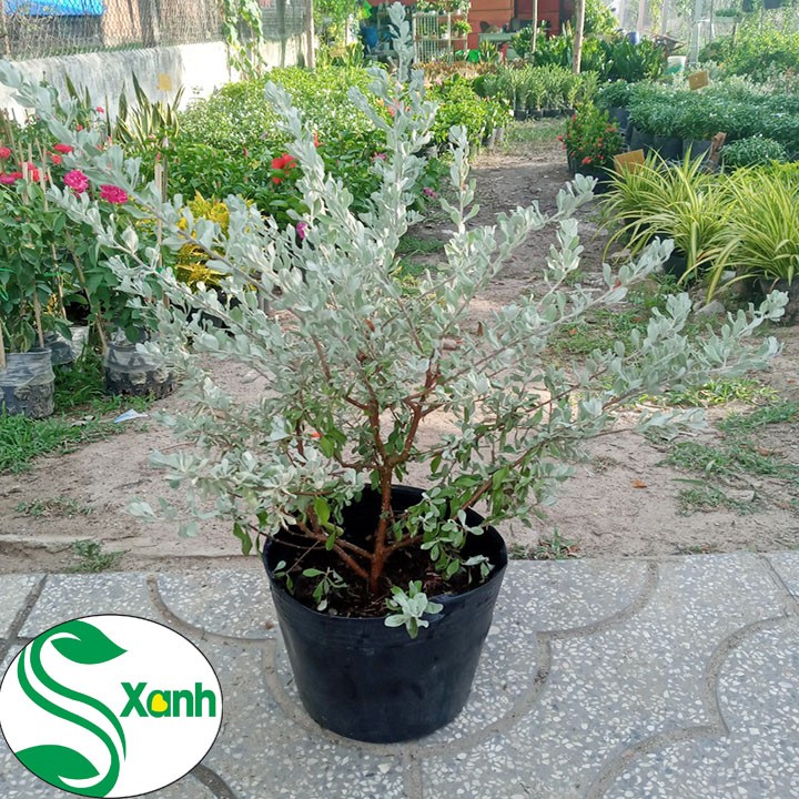 Cây Tuyết Sơn - Cây Tuyết Sơn Phi Hồng