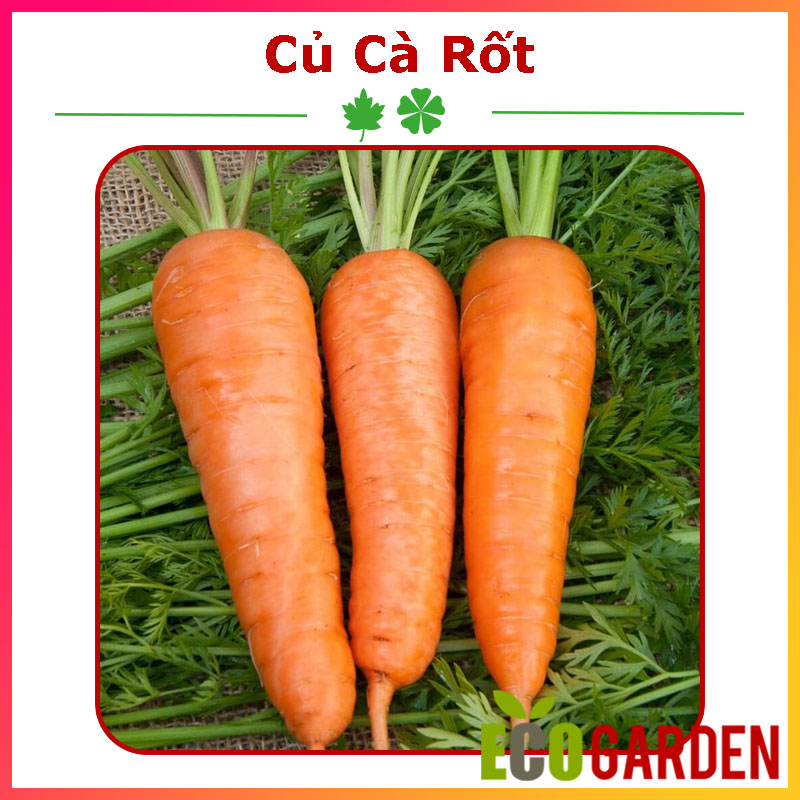 Hạt Giống Củ Cà Rốt (ECO.285)