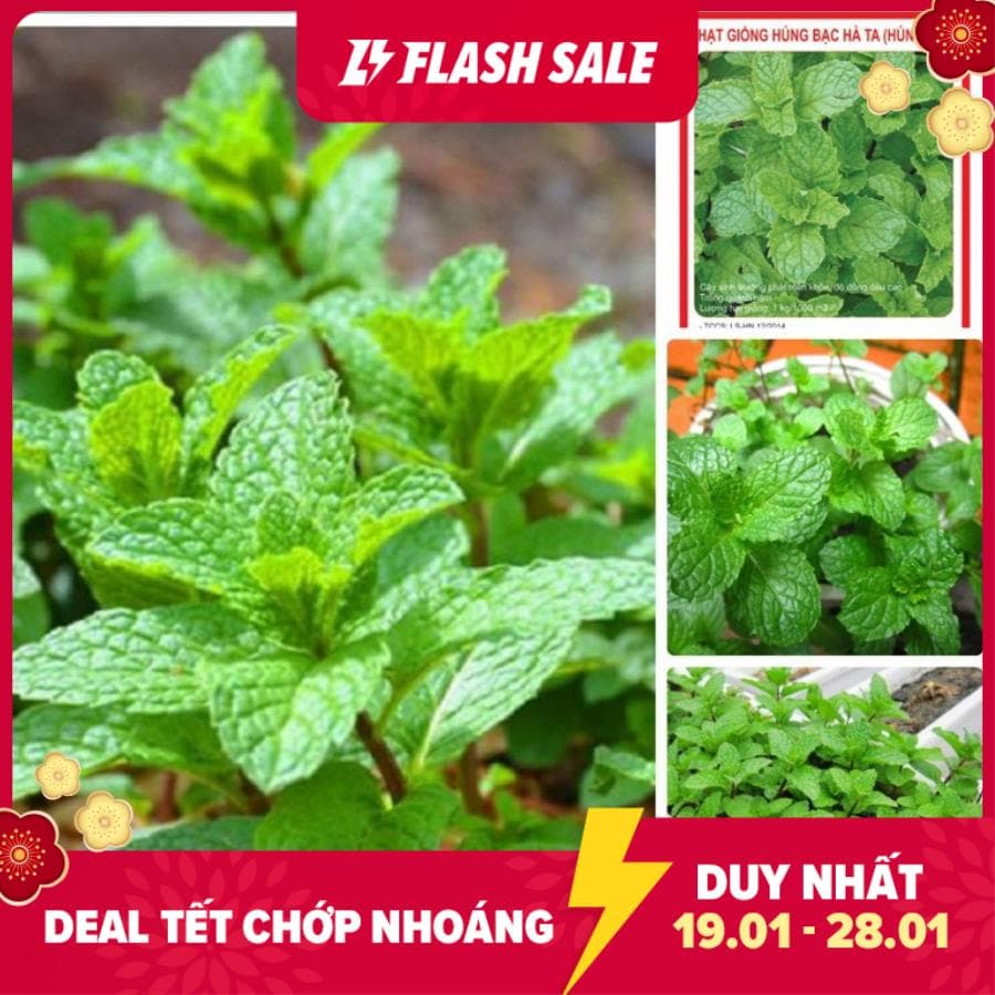 Mj50 hạt giống húng bạc hà 50h