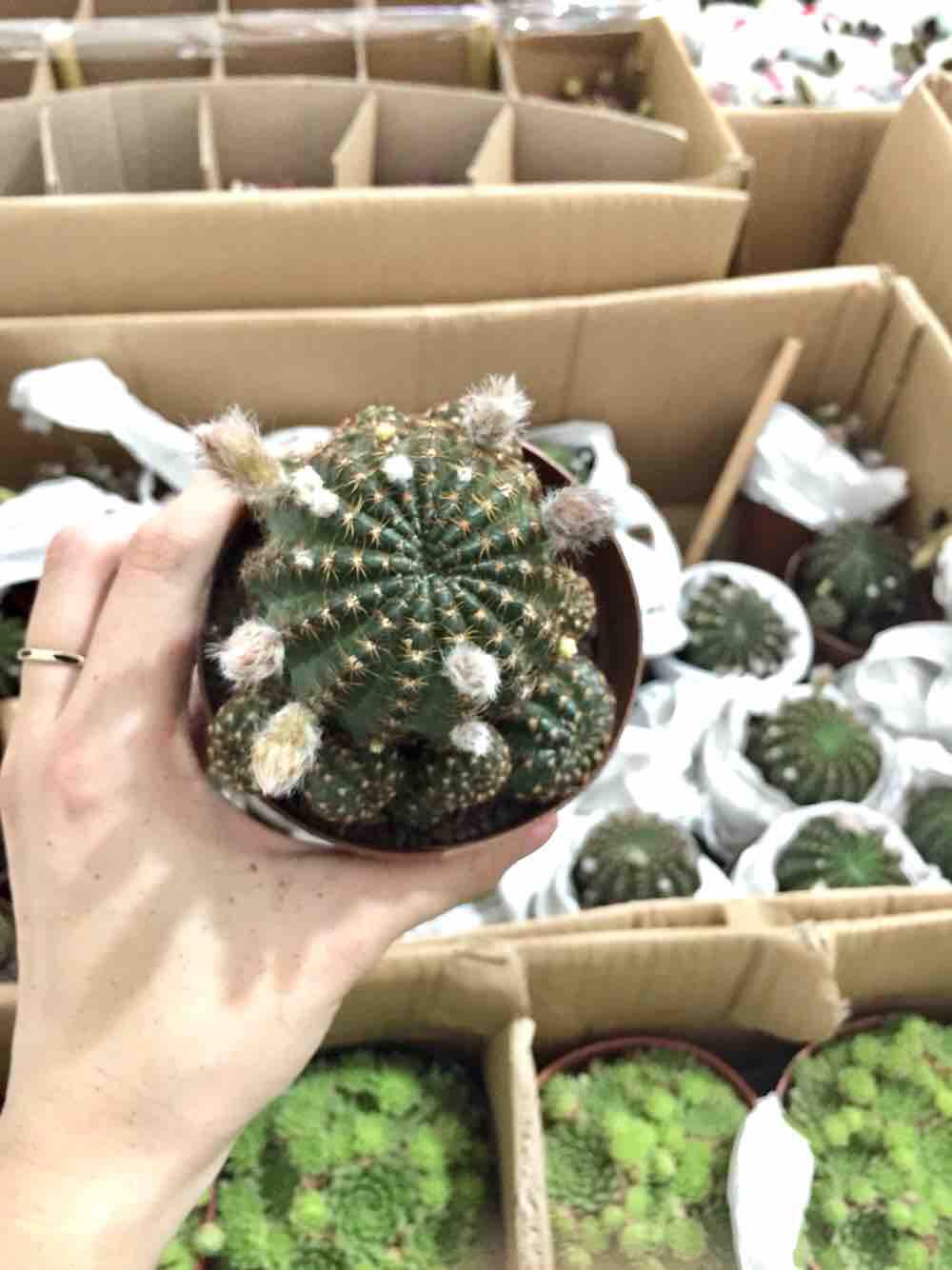 Xương rồng lobi bụi nhỏ