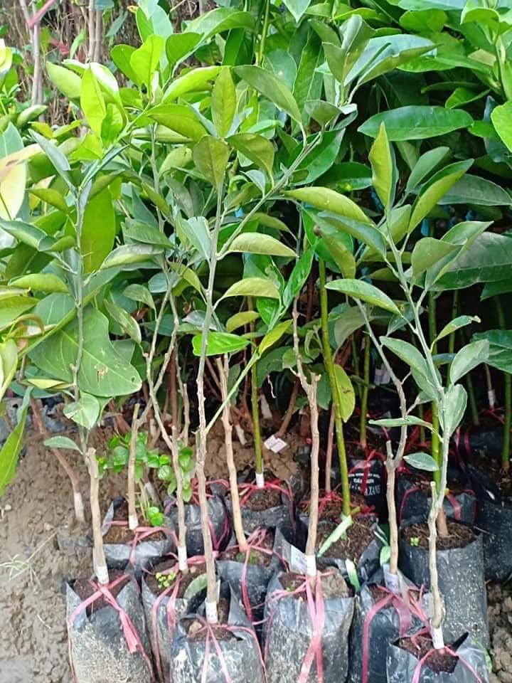 cây giống Cam Sành ghép (siêu sớm)