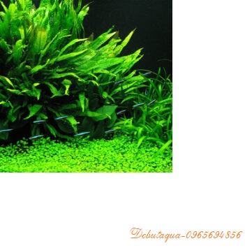 Cây thủy sinh dương xỉ Mỹ Nhân bụi tròn