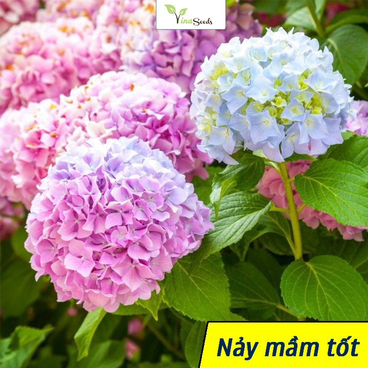 Hạt giống hoa Cẩm Tú Cầu mix