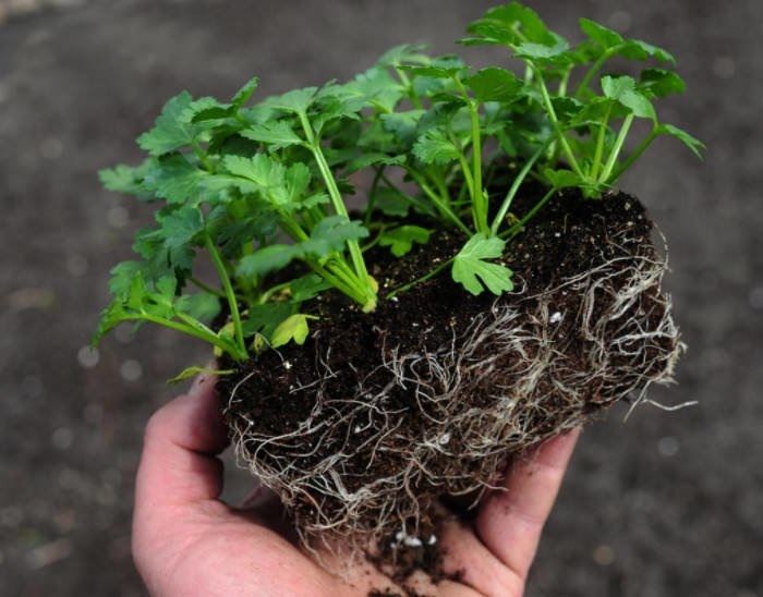 Hạt giống cần tây 5gr