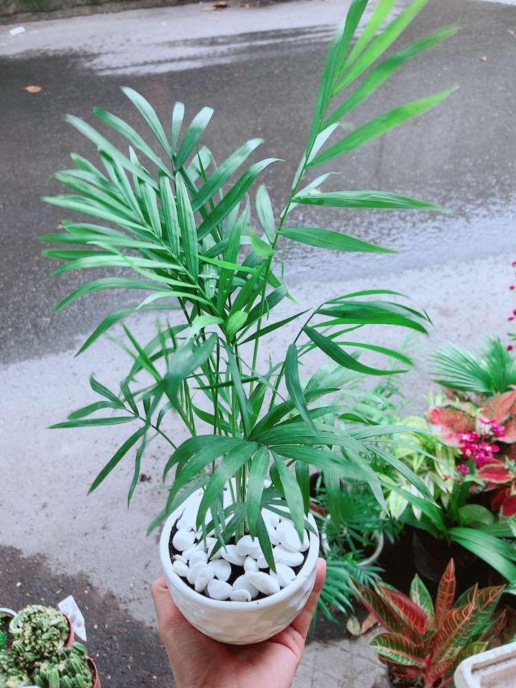 [HCM]Chậu Cây Cau Tiểu Trâm