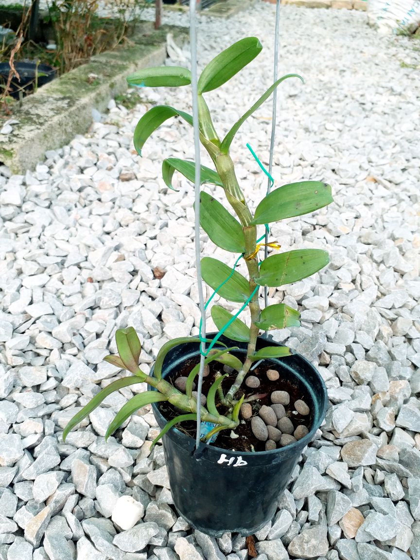 1 CHẬU CÂY GIỐNG HOA LAN PHI ĐIỆP TÍM HÒA BÌNH