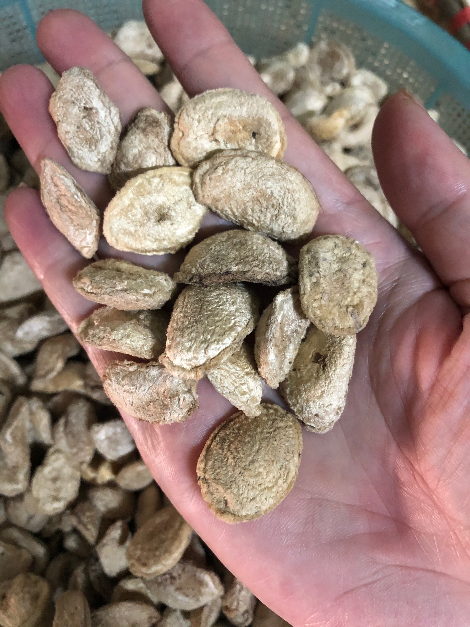 Hạt sang ( sành) rừng lõi trắng 150k/5 hạt