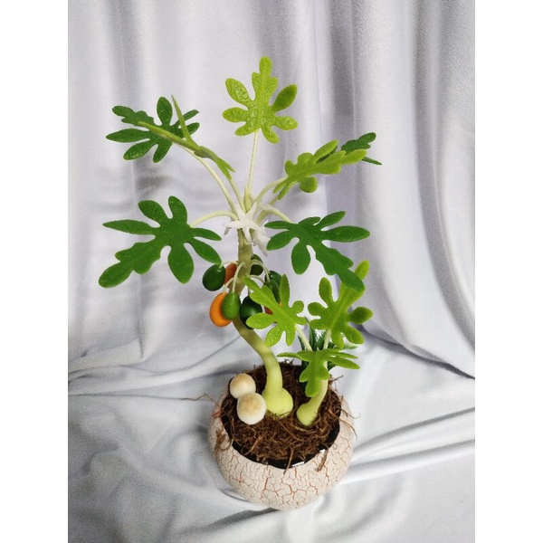 Chậu đu đủ đất sét cao 25cm
