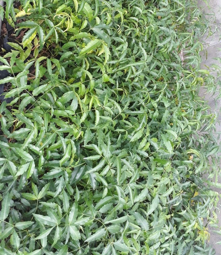 Cây sầu đâu giống - cây giống sầu đâu