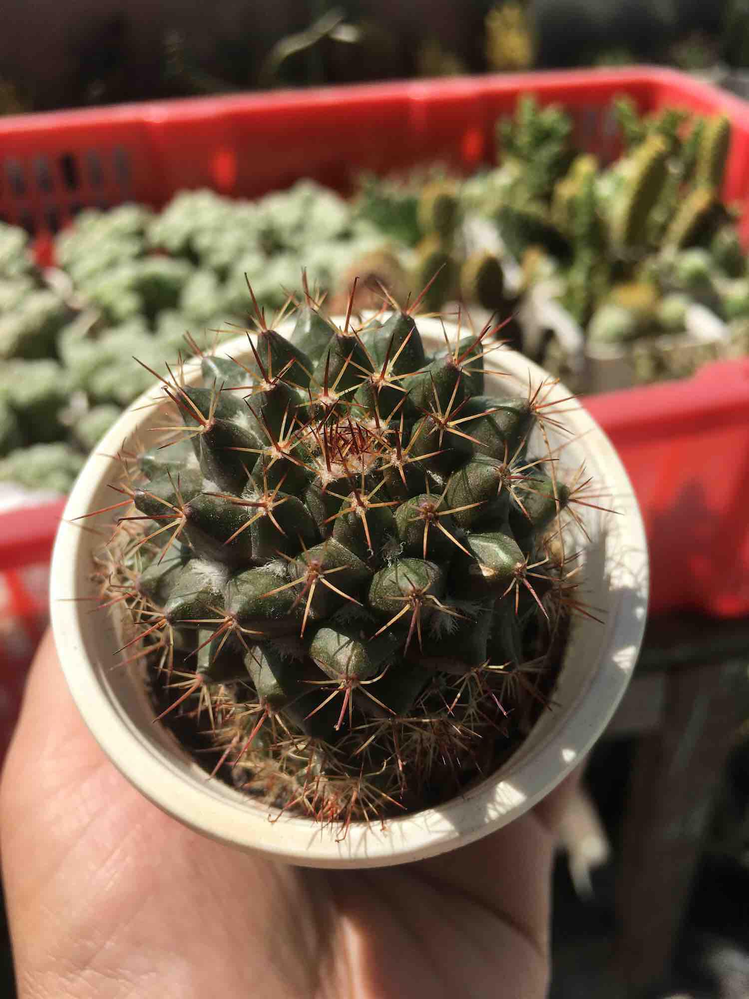 Xương Rồng Mami gai trắng