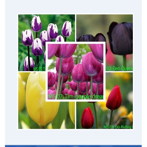 Combo 5 củ giống hoa tulip mix màu