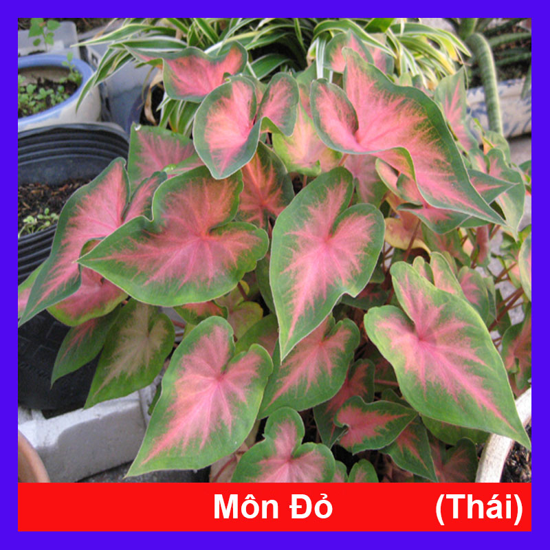 Cây môn đỏ - Cây cảnh để bàn