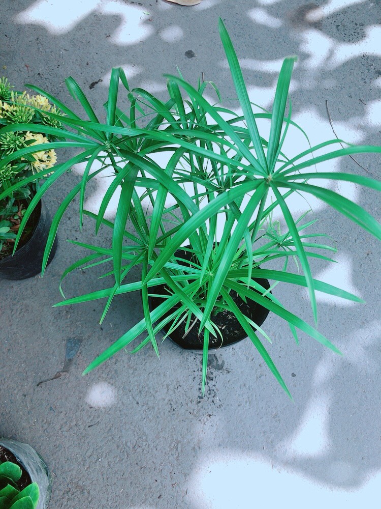 Cây Trúc Thủy