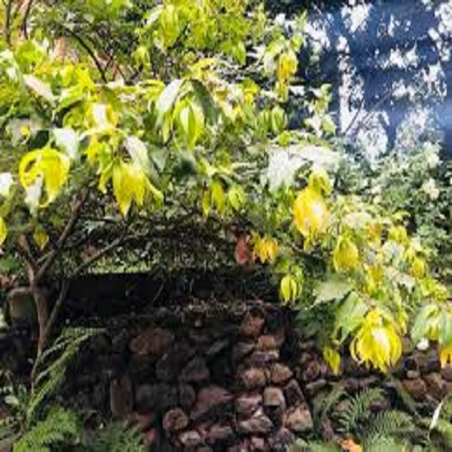 BẦU CÂY GIỐNG HOA DẺ THƠM