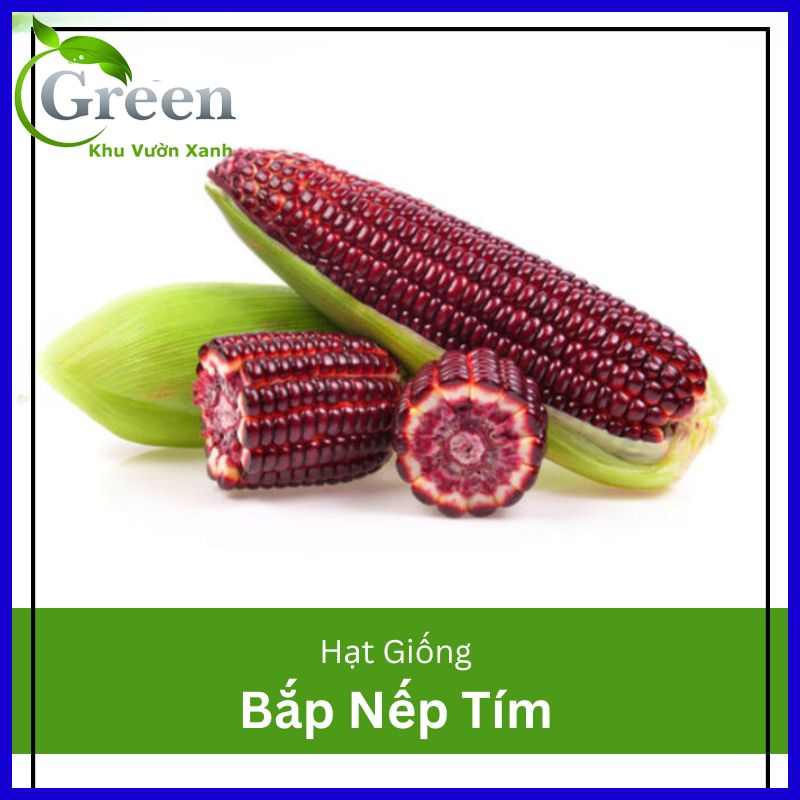 Hạt Giống Bắp Nếp Tím (Ngô Tím) Dễ Trồng, Dẻo Thơm, Giàu Dinh Dưỡng (Gói 20 hạt)