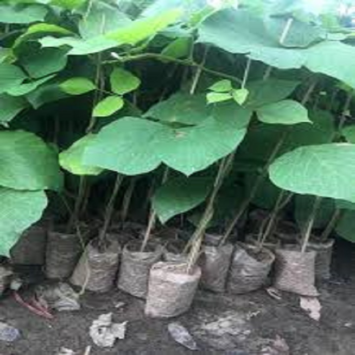 CÂY GIỐNG SẮN DÂY TA CAO SẢN