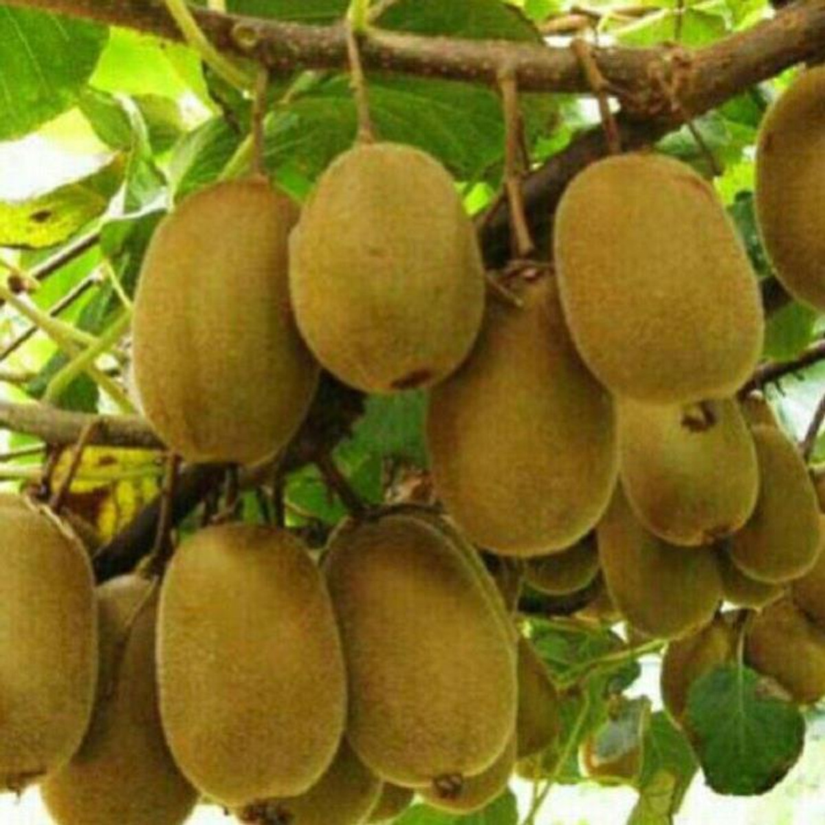 Cây giống kiwi leo giàn ruột xanh dòng quả sớm, cam kết chuẩn giống f1